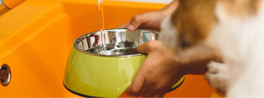 Personne remplissant une gamelle verte d’eau fraîche pour un chien, devant un évier orange.