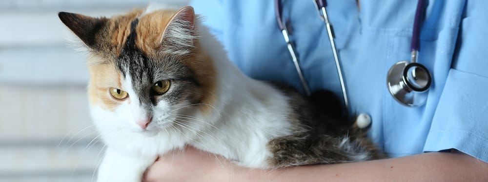 Chat tricolore dans les bras d’un·e vétérinaire en blouse bleue, avec un stéthoscope autour du cou.