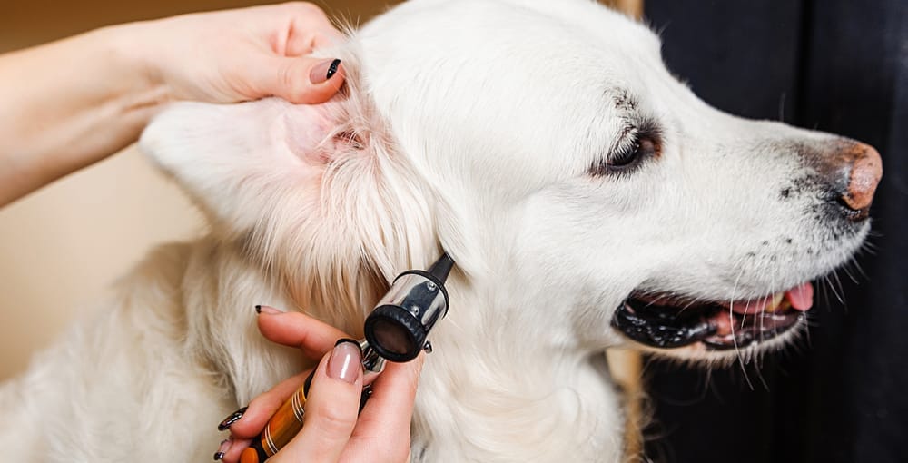 Grand chien blanc examiné à l’oreille avec un otoscope tenu par une vétérinaire.