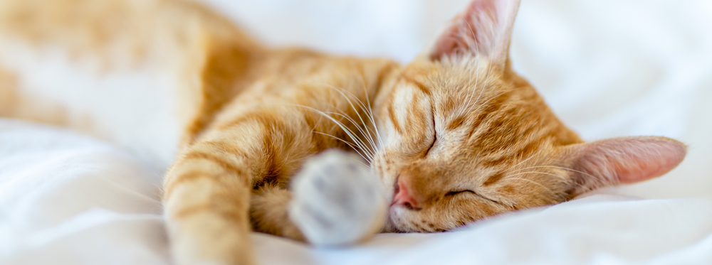 Chat roux tigré endormi sur un drap blanc, la tête posée sur le côté et une patte avancée au premier plan.
