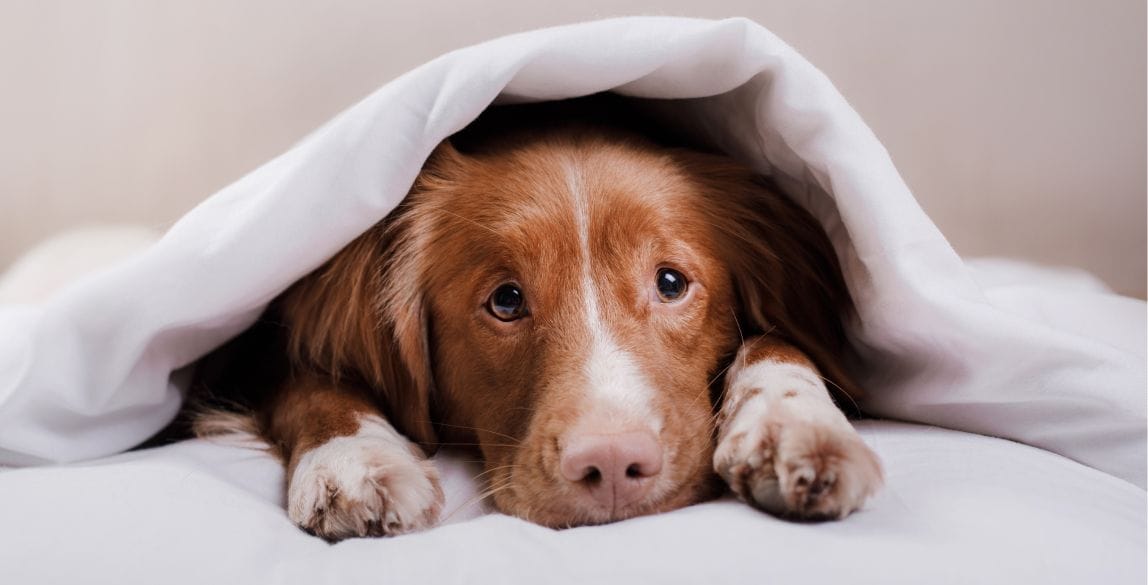 Chien brun et blanc allongé sous une couverture blanche
