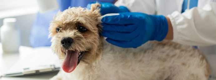 Petit chien au pelage clair, langue pendante, recevant un traitement dans l’oreille de la part d’un·e vétérinaire