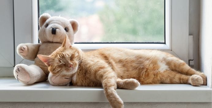 Chat roux endormi sur un rebord de fenêtre, la tête posée sur un ours en peluche.
