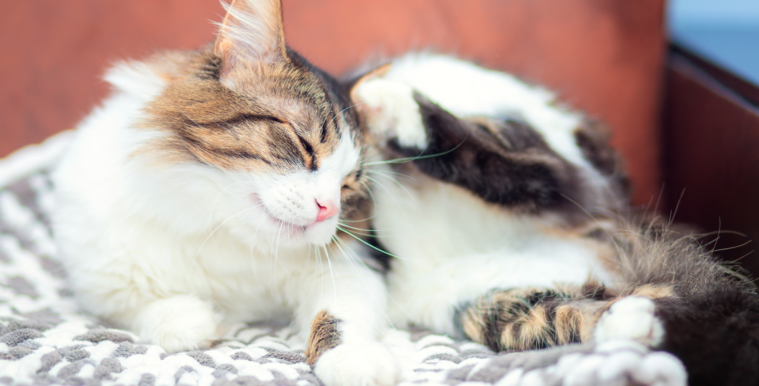 Chat tigré blanc et marron se grattant derrière l’oreille avec sa patte arrière, allongé sur une couverture